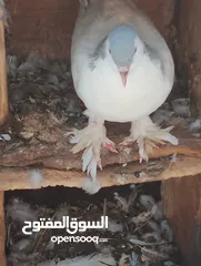  3 حمام شيرازي للبيع بالوان جميله