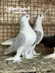  5 طيور للبيع
