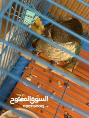 3 ببغاء جرين شيك و ثلاث عصافير حب للبيع سعر ممتاز