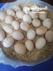  3 بيض عرب
