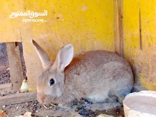  2 ذكر للبيع صحه ونظافه اقراء الوصف