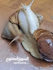  4 حلزونات أفريقية للبيع