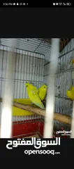  6 جوز حب هوجو روم لاتينو منتج للبيع او للبدل علا جوز كنار +انثايت ببغاء كوكتيل حبشي الاليفه للبيع