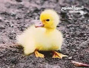  2 بط بلدي انتاج مزراع مطعم جاهز