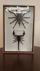  3 برواز عنكبوت مع عقرب تحنيط حقيقي