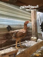  1 دجاجه وديج للبيع