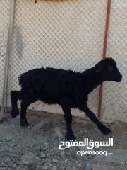  4 للبيع أقراء الوصف