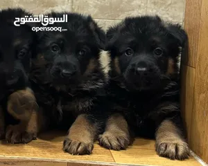  2 German shepherd puppies top quality يراوه جيرمن شيبرد مستوى عالي