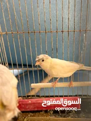  2 متاح اجواز كنار وكوكتيل وايت فيس وجوز حب