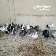  5 حمام للبيع