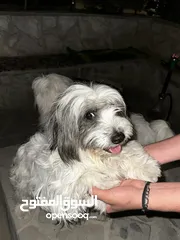  7 كلاب مالتيز للبيع بسعر مغري قابل للتفاوض بشيء بسيط