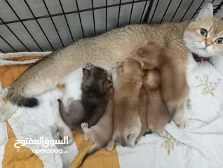  5 إناث منتجات سكوتش ستريت