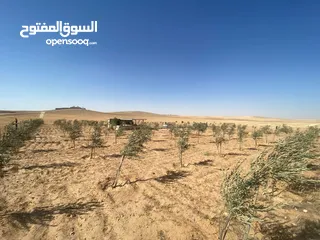  22 مزرعه زيتون