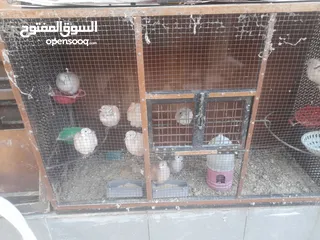  1 حمام ياكريم للبيع مع القفص اوبدون