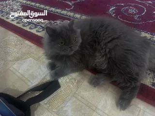  2 قط فصيلة شانشيلا العمر سنة ملقّح بشكل كامل