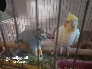  1 كوكتيل اليف
