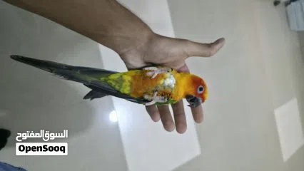  4 صن كنيور اليف جدا و لعوب للبيع لعدم التفرغ