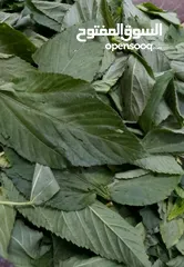  16 ملوخيه الرجاء او ناشفه مغسوله ومنقبه مفرومه ناعم او حسب طلب ملوخيه السنه هاي وصلت لحد بيتك