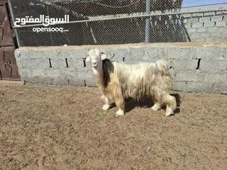  2 فحل رحبي صنف معرف