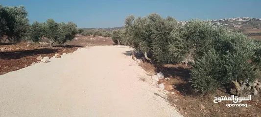  5 ارض للبيع في عربونه