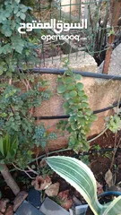  3 الواحة الخضراء  اعمال تقليم زراعة وعناية وترتيب حول المنزل