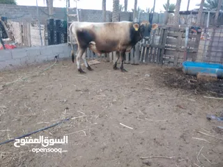  1 ثور جيرسي بيور للبيع