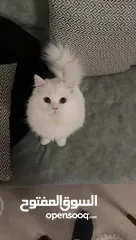  5 ذكر شيرازي معقم مع اغراضه و أكله