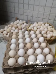  4 بيض عماني مخصب