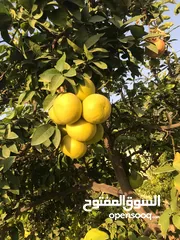  17 للبيع مزرعه مع بيت ريفي مع بركه سباحه في اخر طريق العارضه في اول الغور