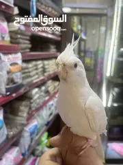  5 البينو كوكتيل أبيض جامبو أليف جدا