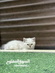  29 قطط سكوتش فولد وسكوتش ستريت للبيع اقرأ الوصف