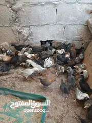  1 فرخات عمر شهر ونص مطعمات جاهزات سراحات صحه وعافيه ولله الحمد