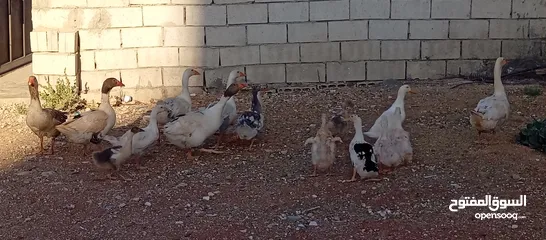  3 وز وبط للبيع او للبدل على صخله أو عبور مع دفع الفرق