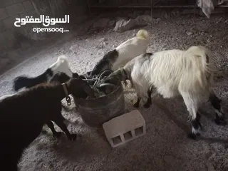  2 عنزتين للبيع او بدل على خرفان
