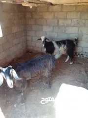  4 عنزين للبيع  عنزين للبيع
