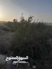  1 ارض زيتون للبيع في صوريف