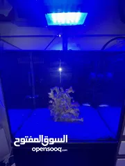  2 حوض سمك بحري نانو اجنبي 40x40 للبيع