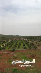  4 مزرعه مع فيلا راقيه قيد الانشاء على تله طريق اربد عمان ثغره عصفور
