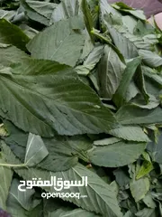  6 ملوخيه ورق وملوخيه ناشفه مفروكه وناعمه بدون عيدان مغسله ومنقبه وجاهزه لطبخ
