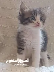  7 قطط للبيع هملايا