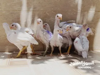  4 متاح صوص الماني لون ابيض نخب اول وصوص براهما بف بلاك نخب النخب