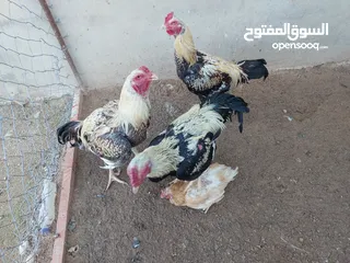  1 ديوك باكستاني اصلي