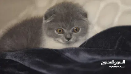  7 Scottish fold female kitten  3 month old