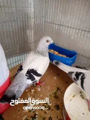  1 حمام للبيع