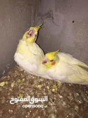  3 طيور حب وكوكتيل وغندوره