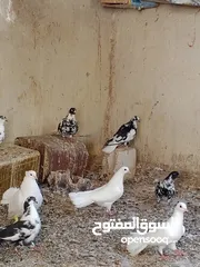  3 مطبعات سود وهنديات
