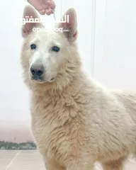  6 Pure white German shepherd puppies يراوه بيور وايت جيرمن شيبرد