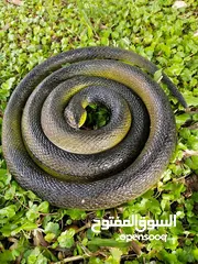  4 مقالب  رعب و نهفات مزح  حشرات دود   و اقعى صرصور و عنكبوت مقلب صدمه مصنعه من السيلكون