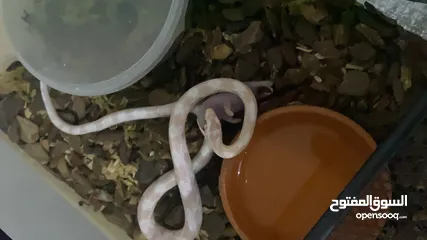  3 exchange with birds    albino corn snake which is very  friendly