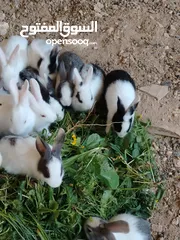 20 ارانب بلدي.. فرنسي..الذبح...جميع الوان والعمار وانثى وذكور...
